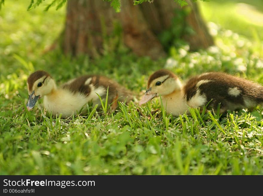 Twin Baby Duck 2