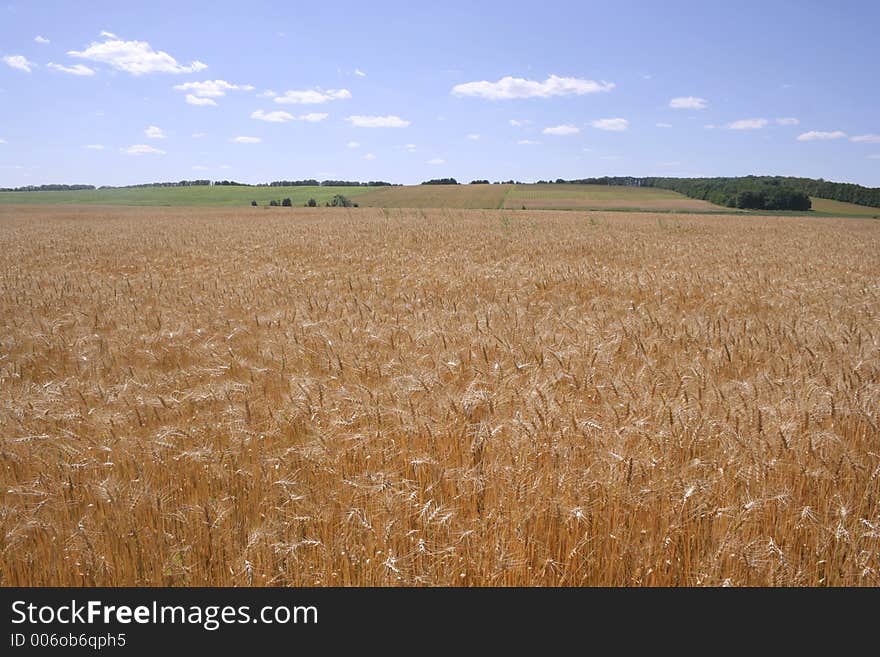 Corn field