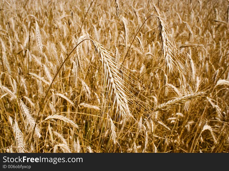 Ears of corn