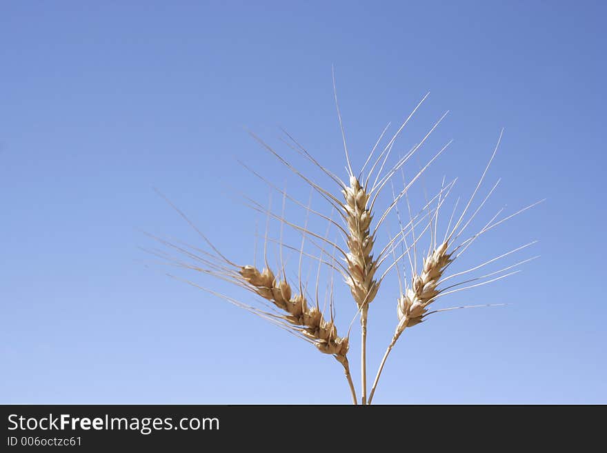 3 ears of corn