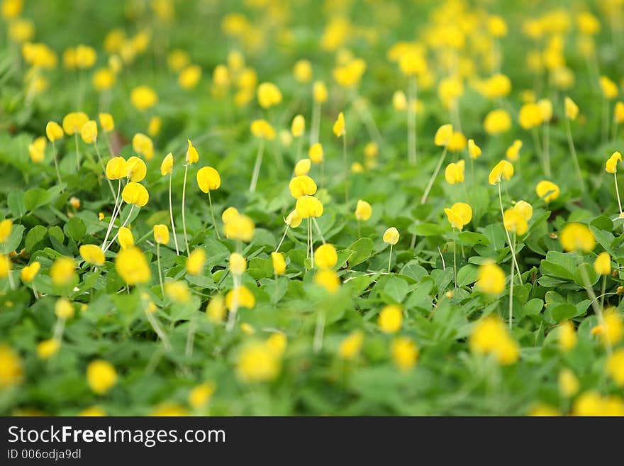 Yellow Flowers