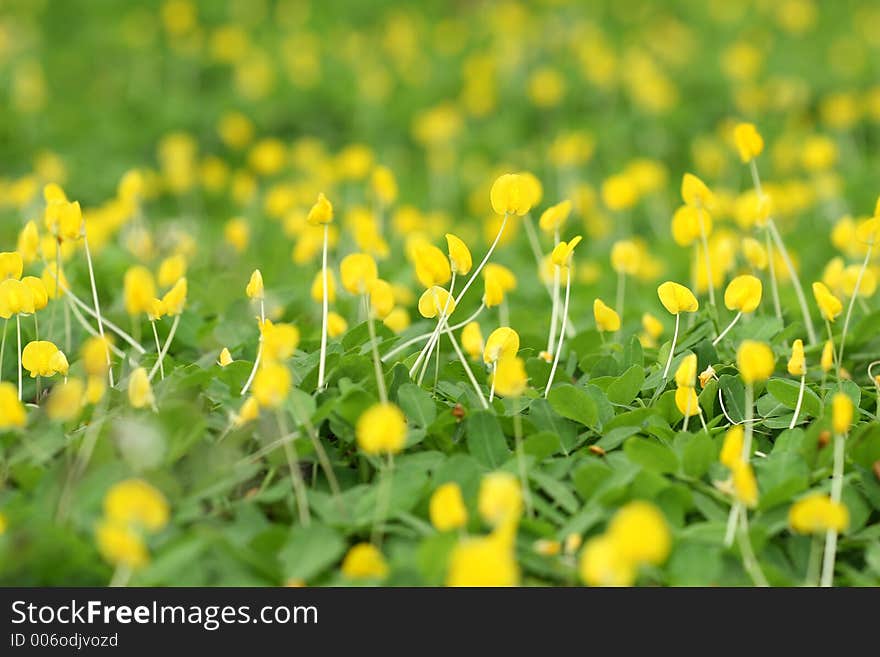 Yellow Flowers