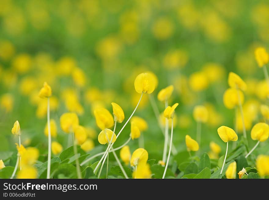 Yellow Flowers