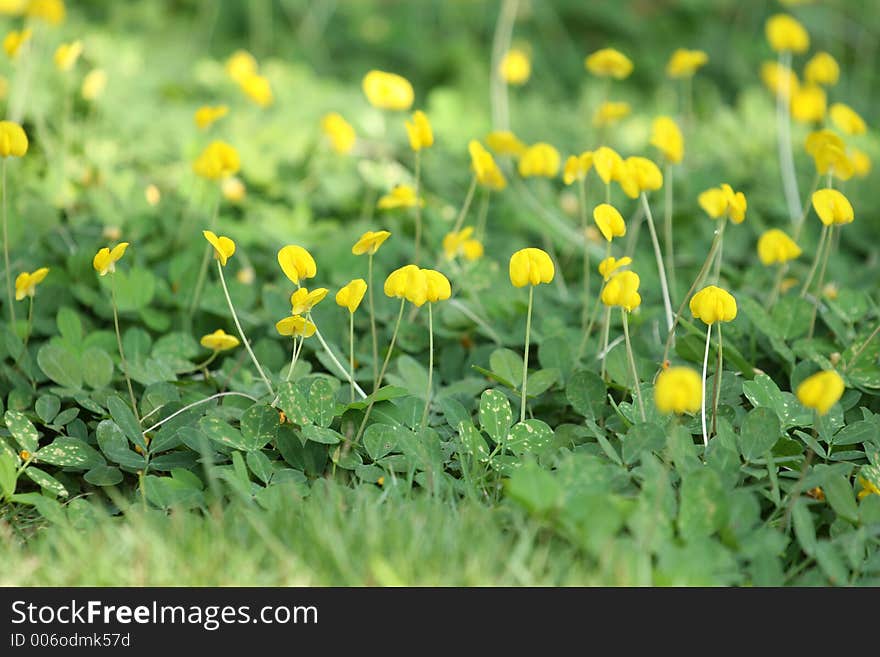 Field of Yellow Flowers