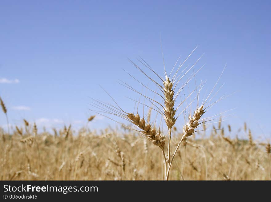 3 ears of corn