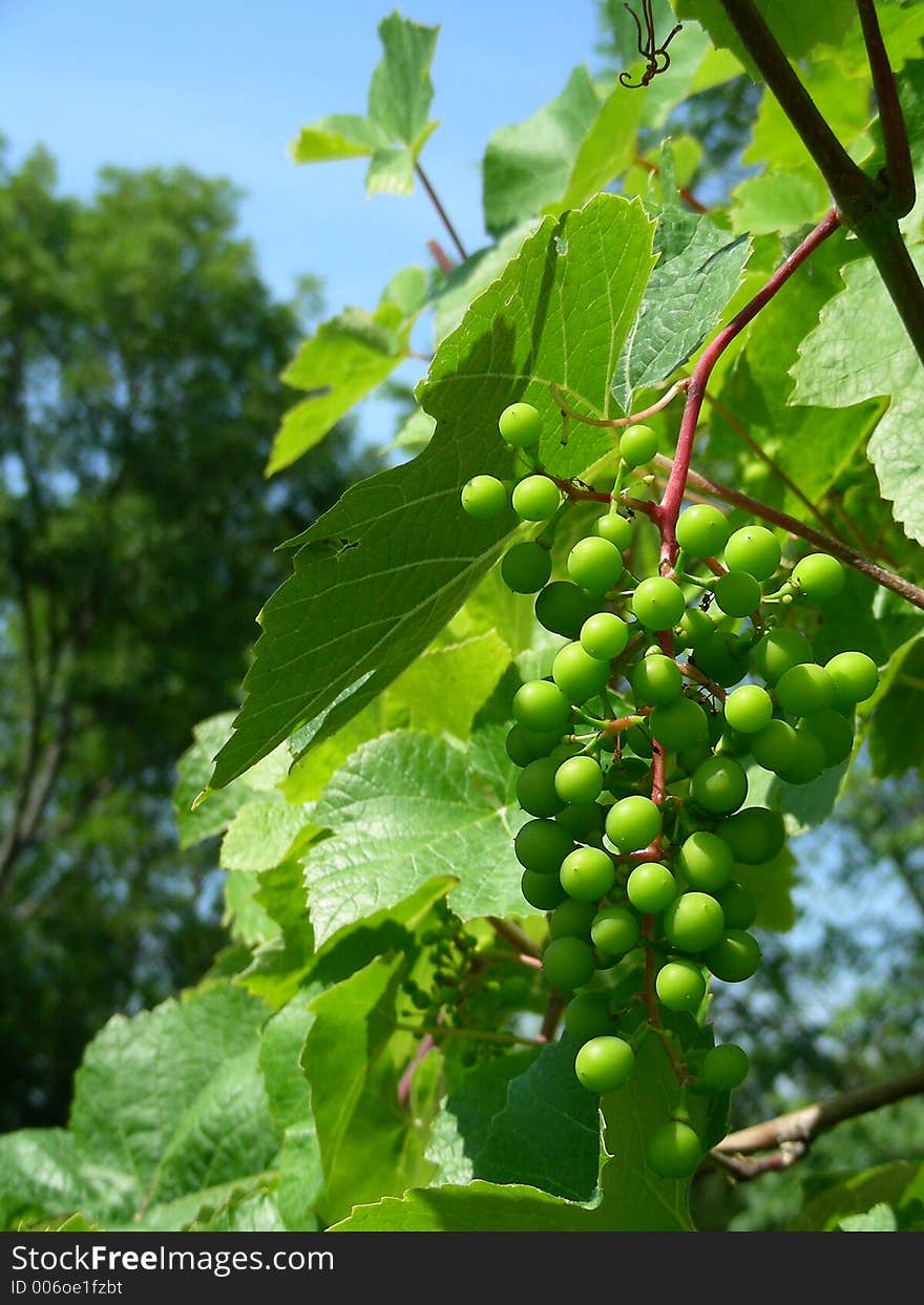 Grapes in home garden in Latvia (Baltic sea, North)