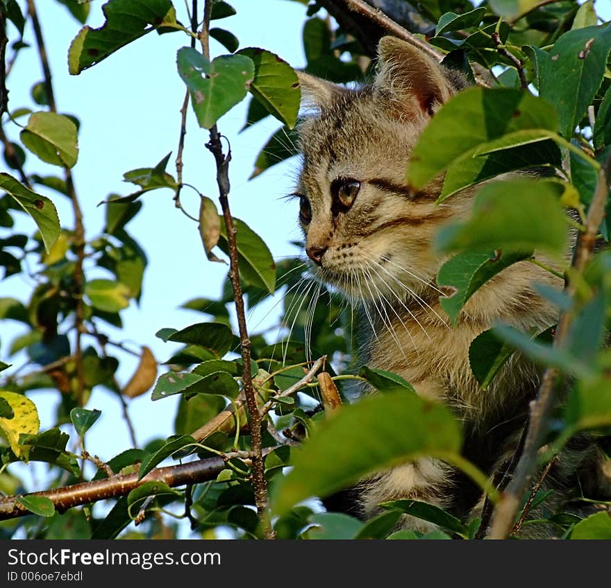 Tiger Kitten In Tree