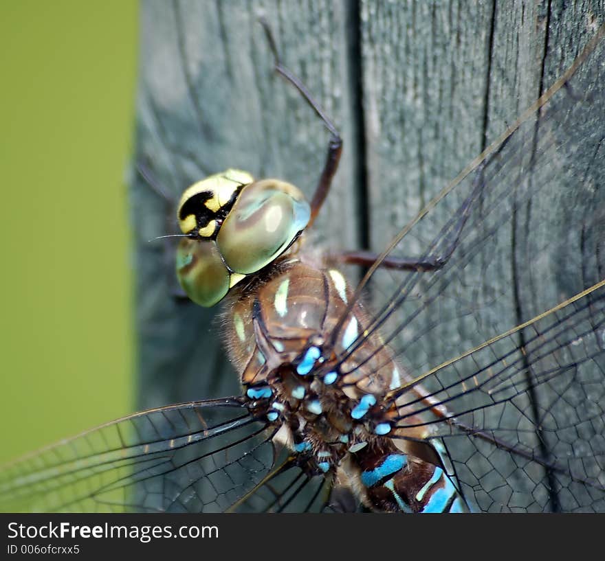 A macro of a Dragonfly upper body. A macro of a Dragonfly upper body