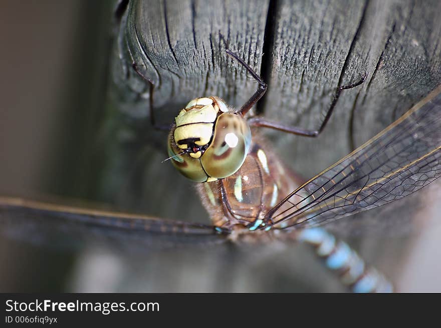 A macro of a Dragonfly head. A macro of a Dragonfly head