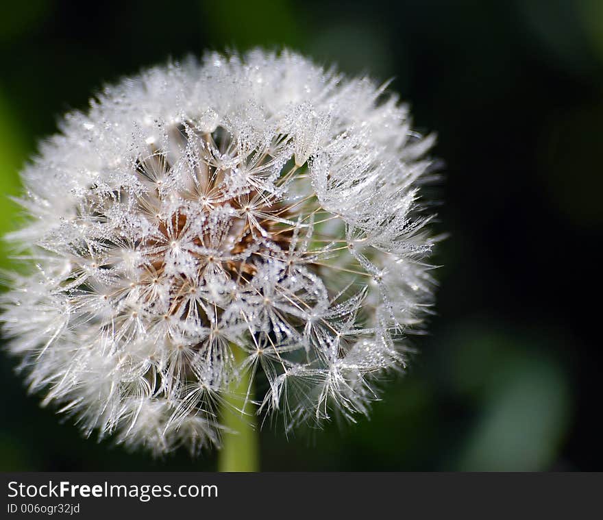 Dandelion