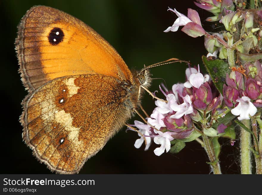 Meadow Brown Butterfly