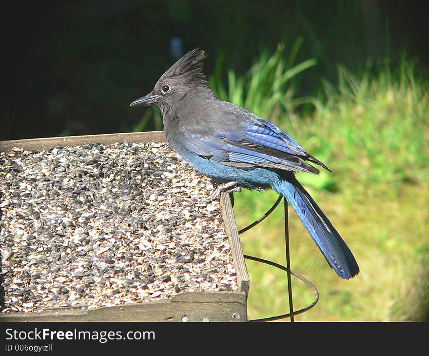 A Stellar's Jay on the bird feeder