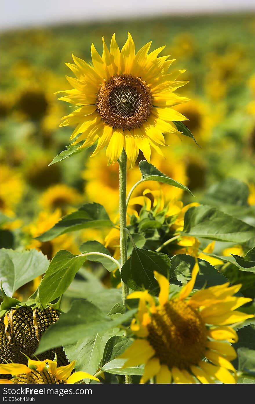 Sunflowers detail close up, sunny light blue summer sky. Sunflowers detail close up, sunny light blue summer sky.