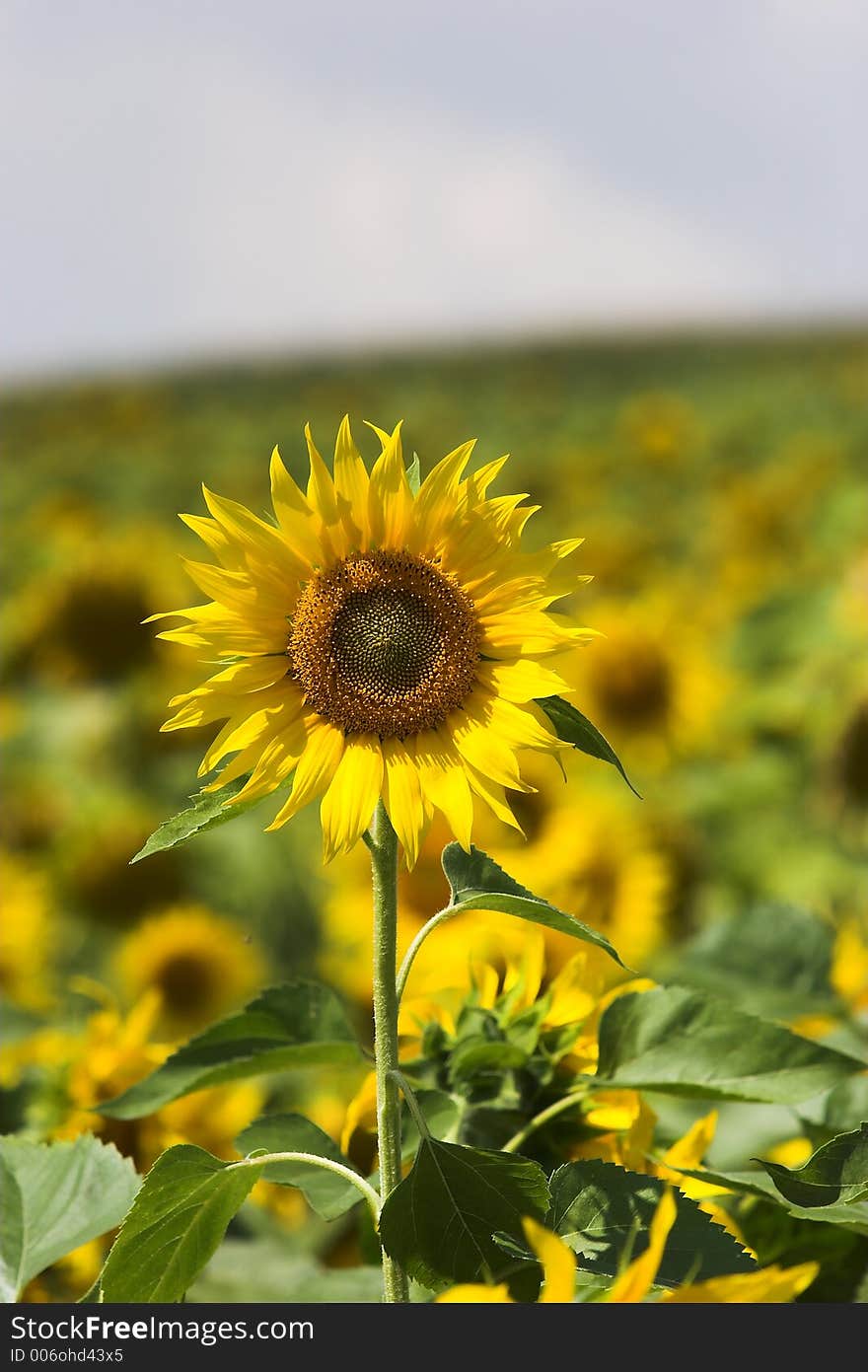 Sunflowers detail close up, sunny light blue summer sky. Sunflowers detail close up, sunny light blue summer sky.