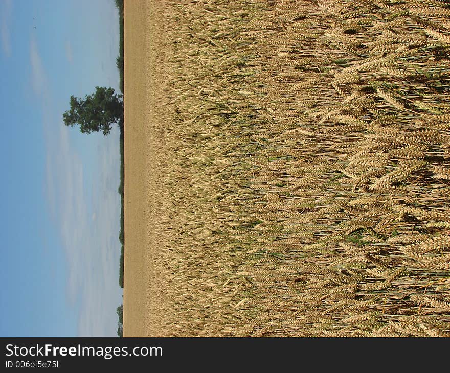 North Yorkshire wheat field