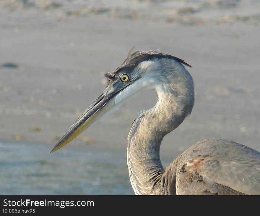 Hunting Heron