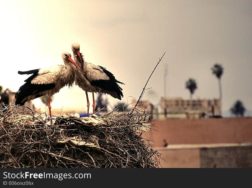 Storks in Marrakech. Storks in Marrakech