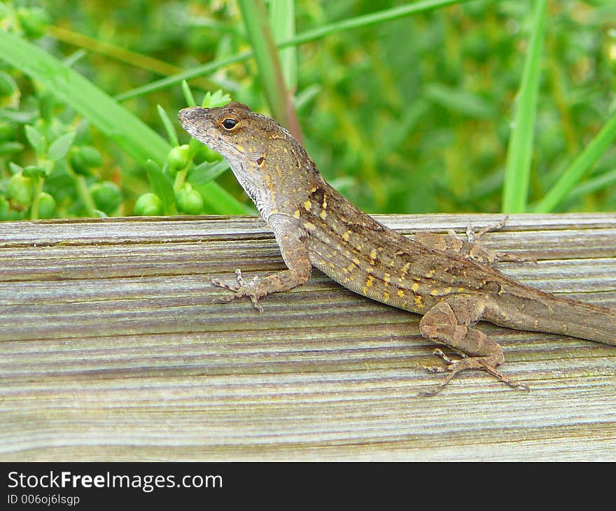 Speckled Lizard