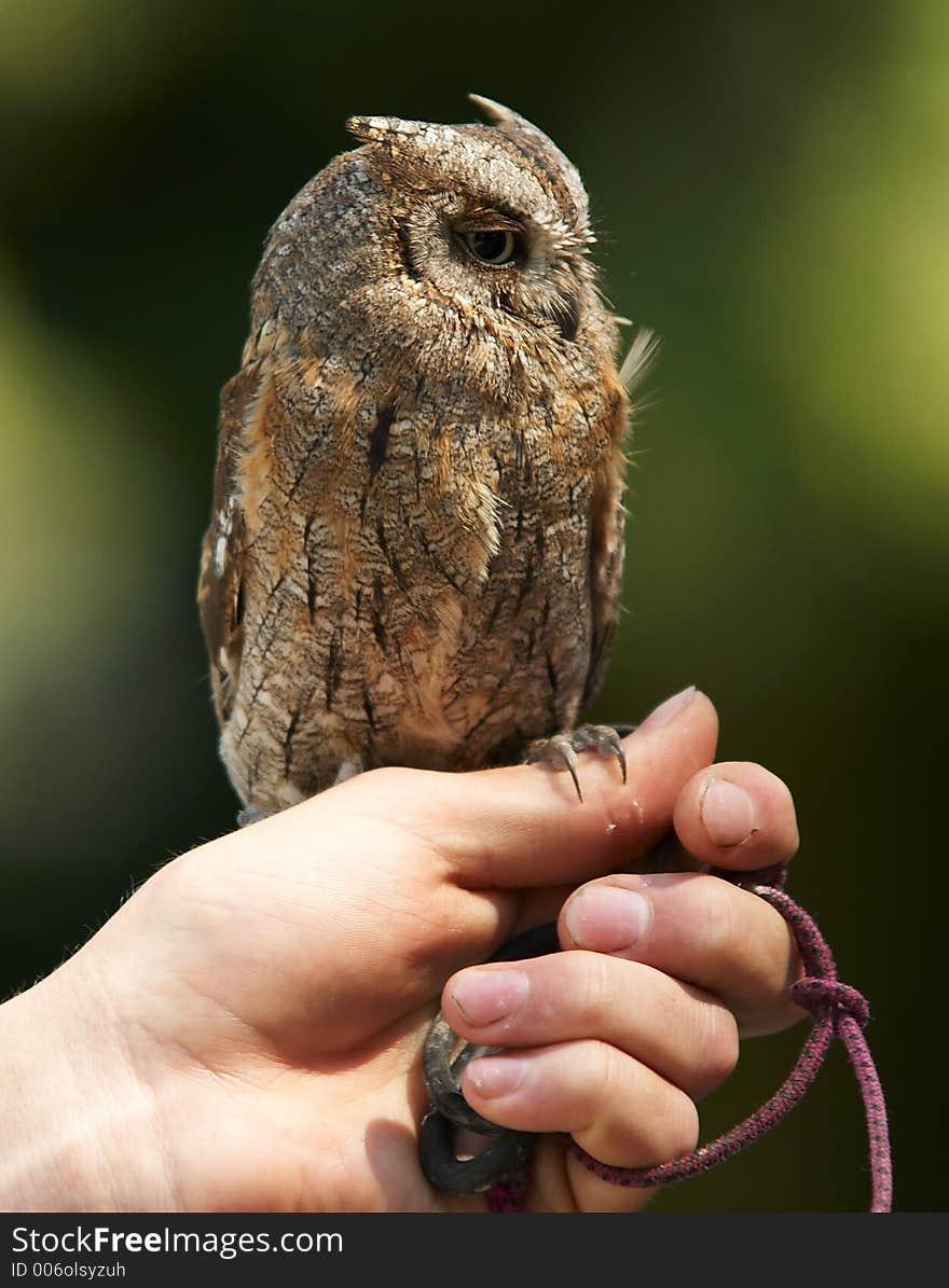 Small owl