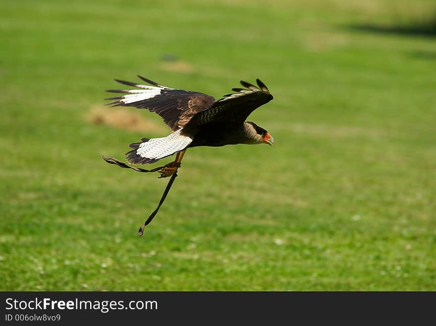 Crested Caracara