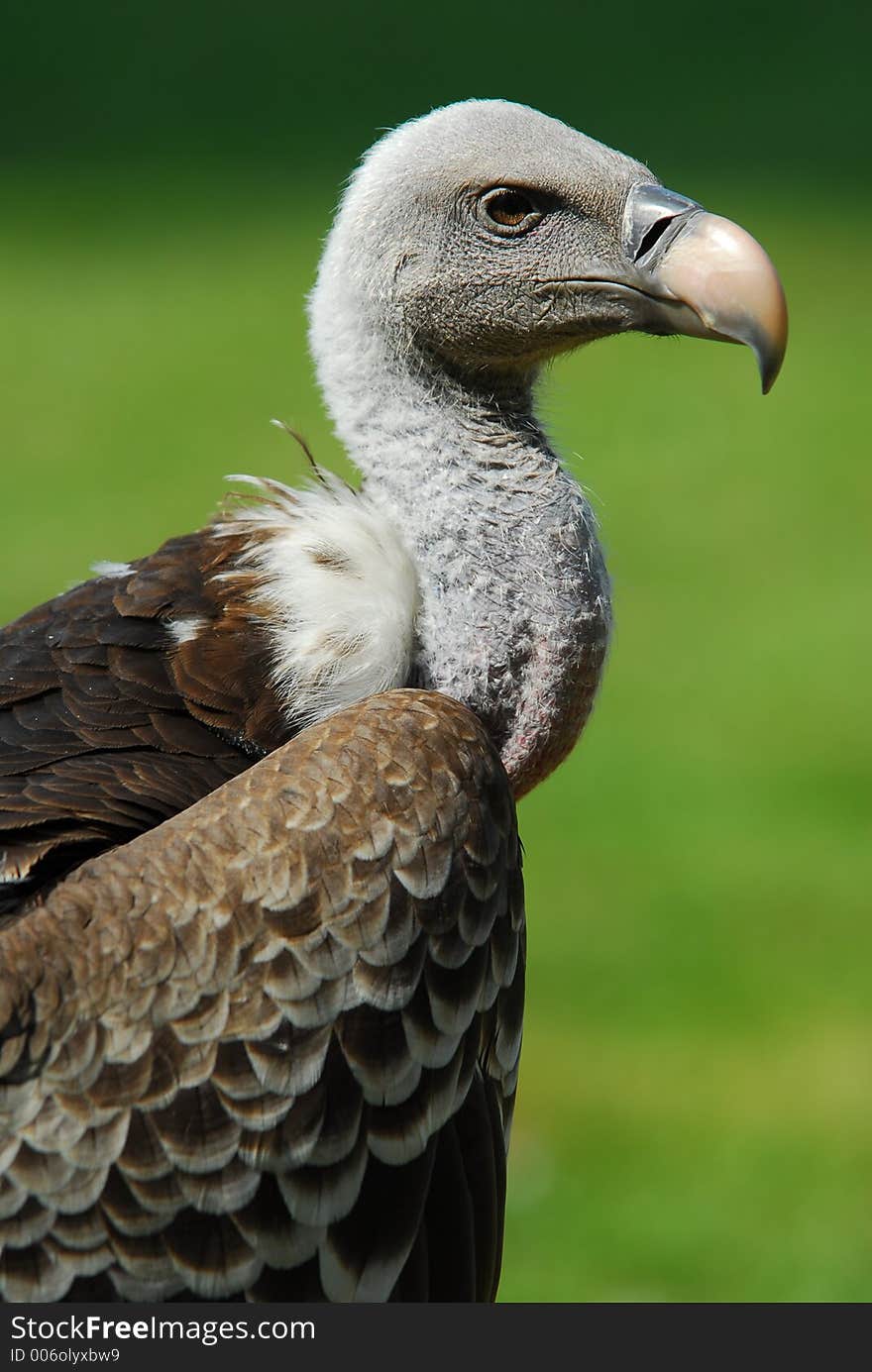 Close up of vultures head