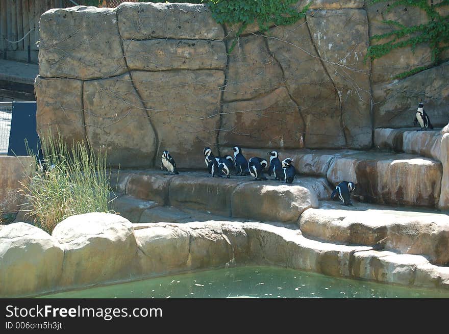 Penguins