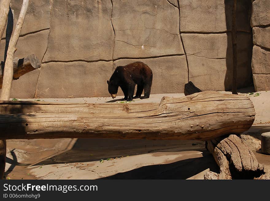 Black Bear