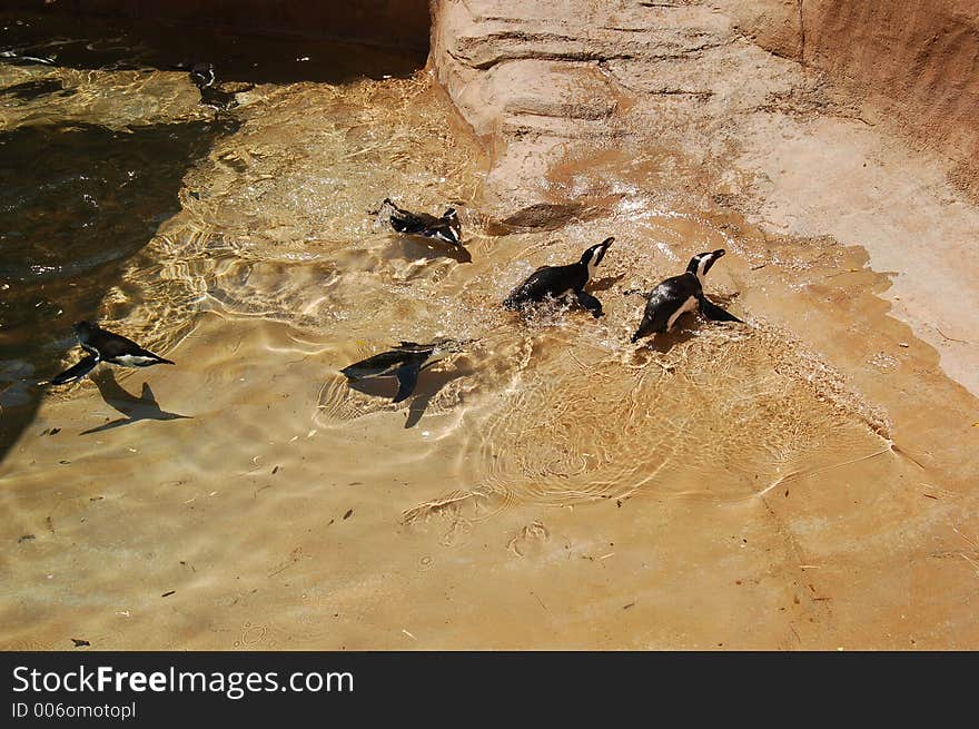 Penguins swimming in water. Penguins swimming in water