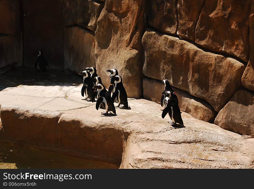 Penguins at zoo. Penguins at zoo