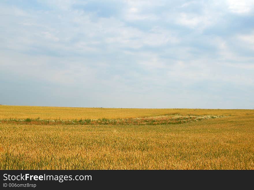 Field with sky. Field with sky