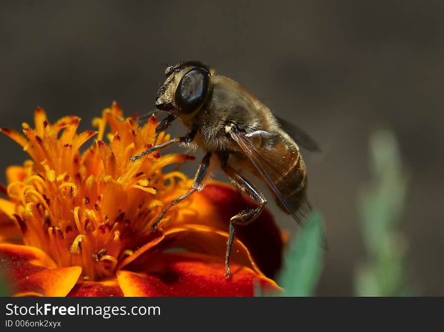 Honeybee on the flower