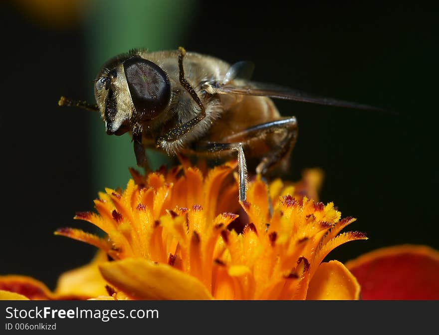 Honeybee on the flower