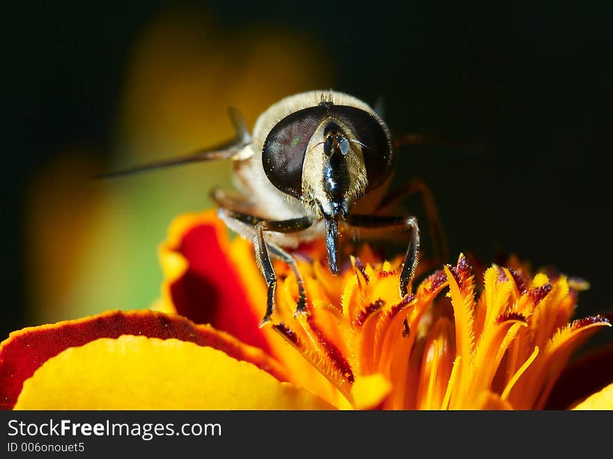 Honeybee on the flower