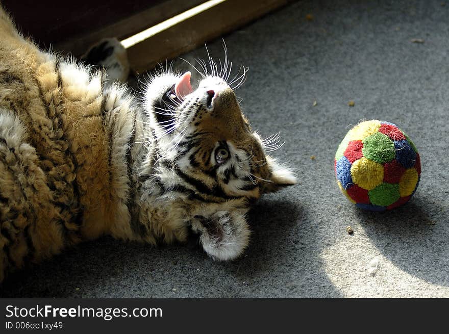 Puppy of siberian tiger