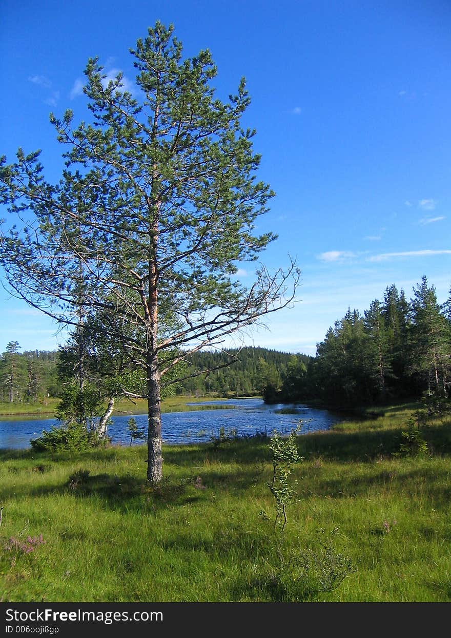 Landscape with pine by a tarn. Landscape with pine by a tarn