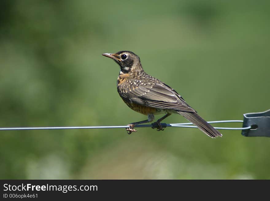 Bird On A Wire