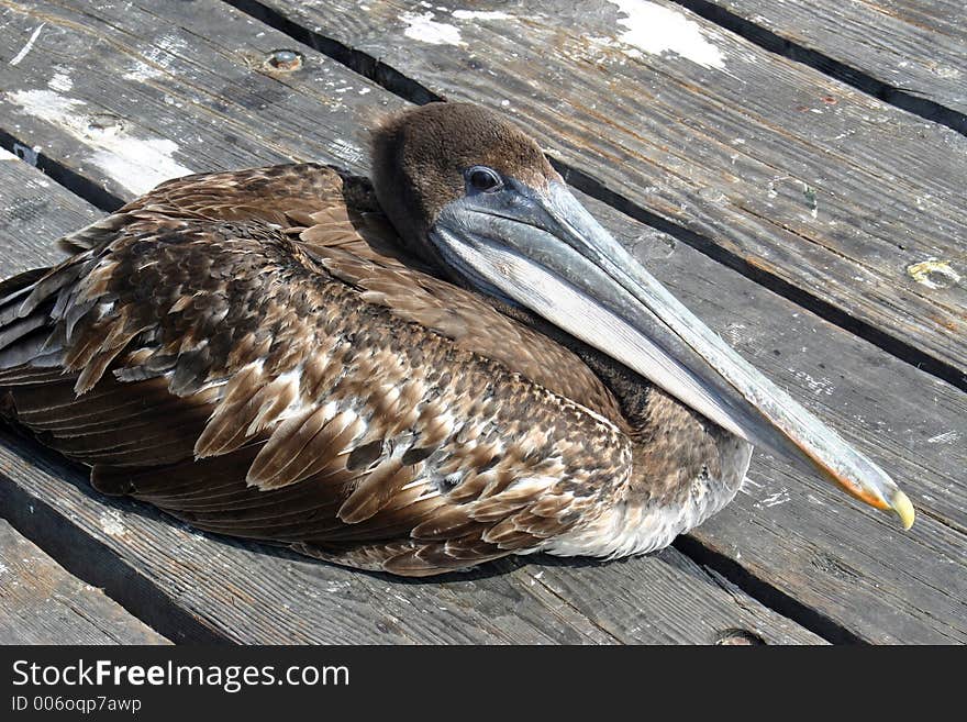 Pelican sat on boardwalk