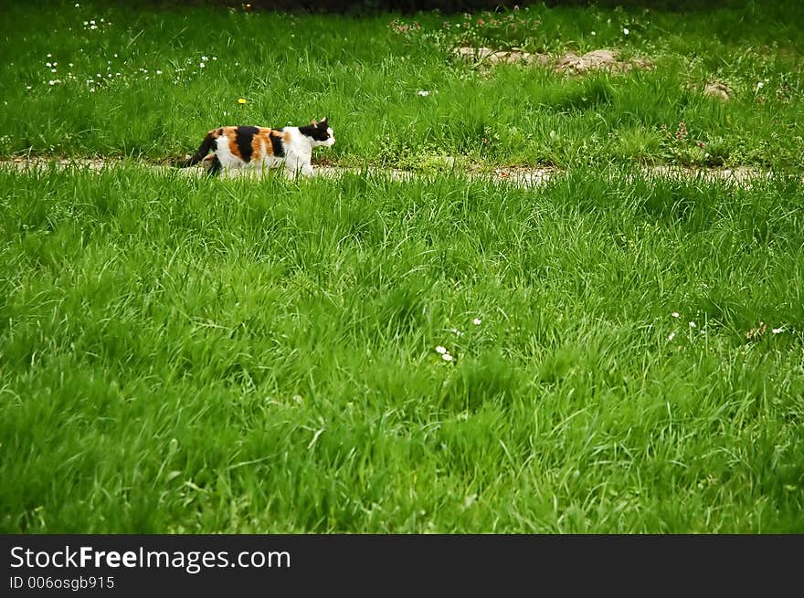 Cat sneaking. Cat sneaking