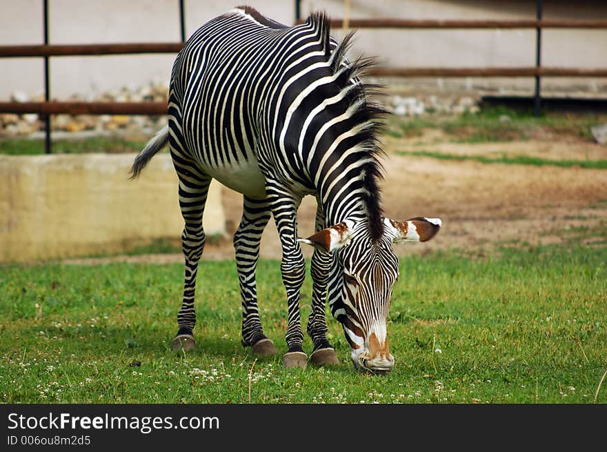 Zebra at the zoo