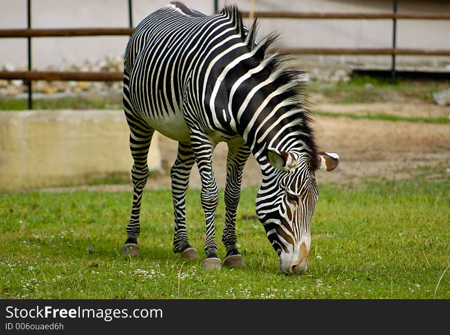 Zebra at the zoo