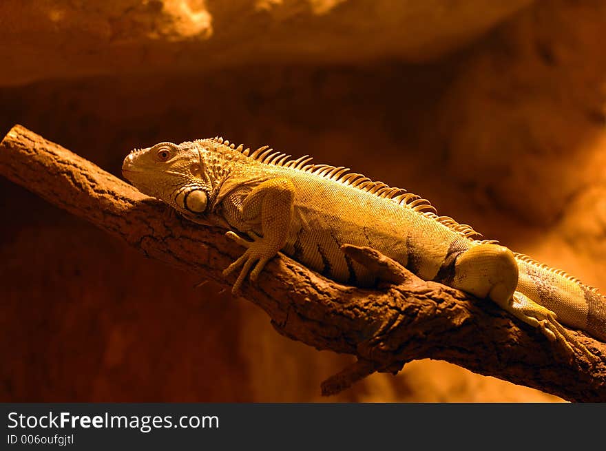 Iguana on the tree