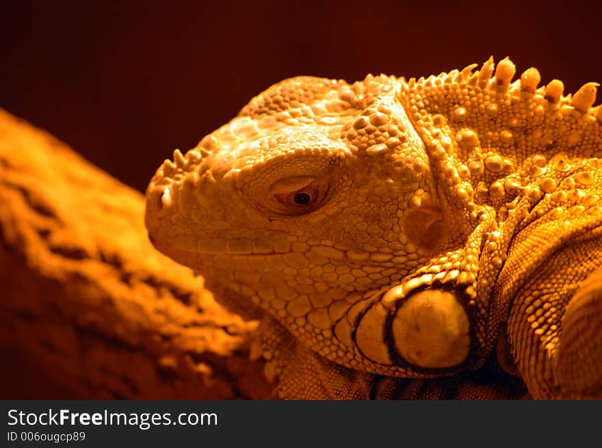 Iguana close-up