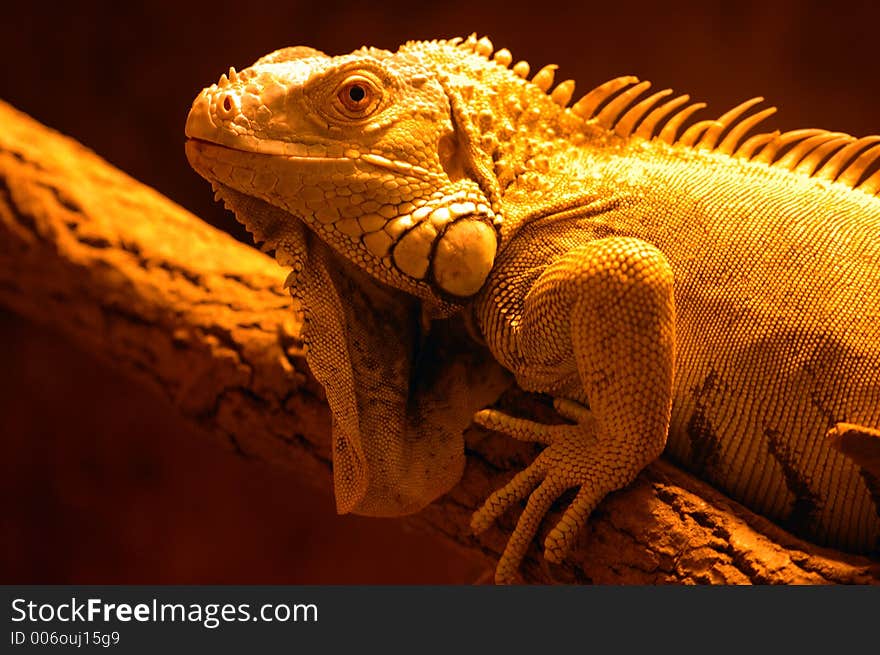 Iguana close-up