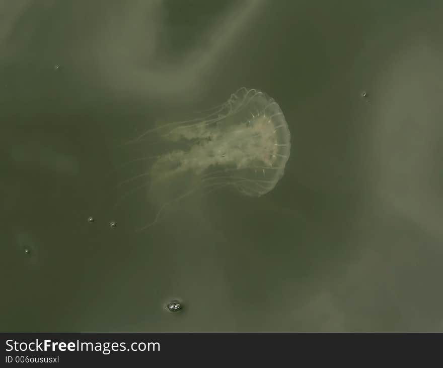 Jellyfish floating in the water at Breezy Point, Maryland. Jellyfish floating in the water at Breezy Point, Maryland