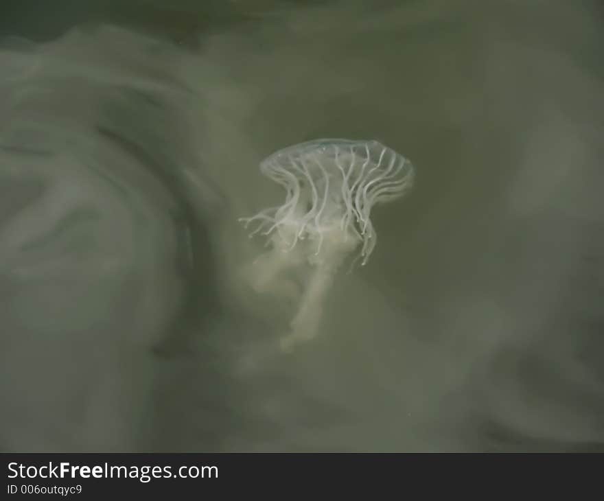 Jellyfish floating in the water at Breezy Point, Maryland. Jellyfish floating in the water at Breezy Point, Maryland