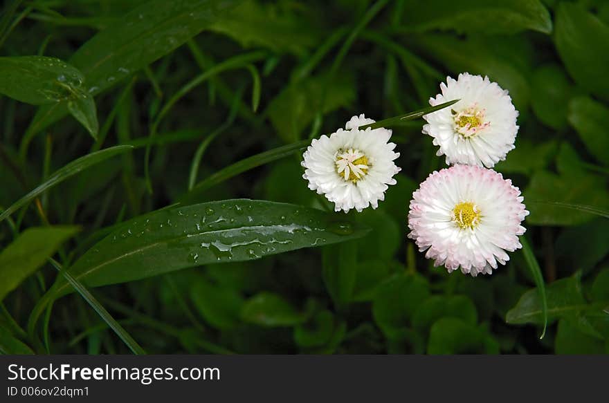 Daisy flower after the spring rain. Daisy flower after the spring rain