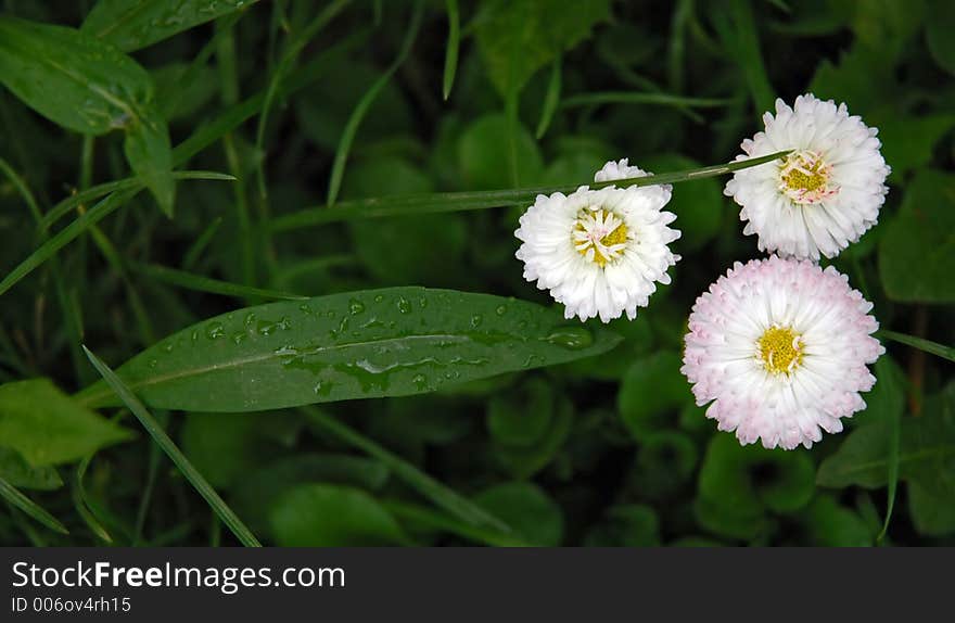 Daisy flower after the spring rain. Daisy flower after the spring rain