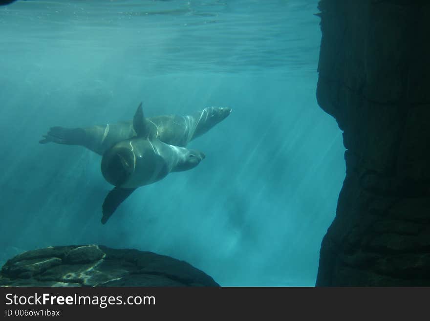 Two seals swimming together underwater.