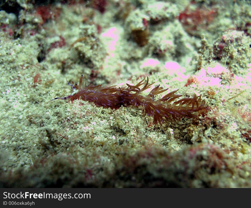 Chocolate Nudi