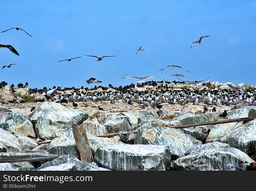 Bird Island